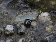 Littorina scutulata