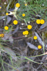 Leptorhynchos squamatus