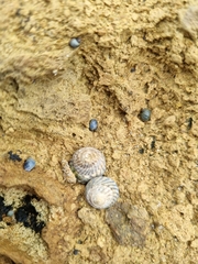 Bembicium nanum