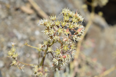 Dudleya densiflora