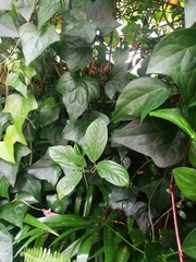 Hedera canariensis