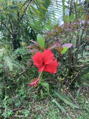 Hibiscus × archeri