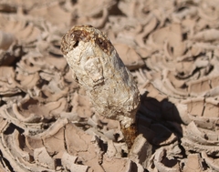 Podaxis pistillaris