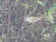 Phylloscopus claudiae