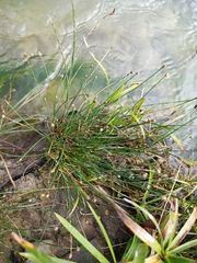 Eleocharis geniculata