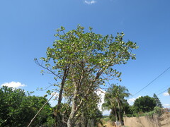 Erythrina americana