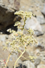 Dudleya densiflora