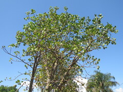 Erythrina americana