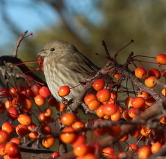 Haemorhous mexicanus