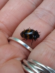 Iphiclus abdominalis