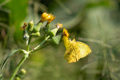 Abaeis salome jamapa