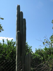 Lophocereus marginatus