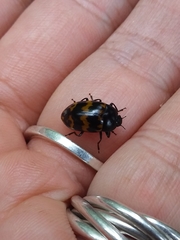 Iphiclus abdominalis