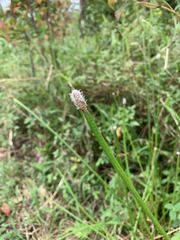 Eleocharis elegans