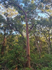 Angophora costata