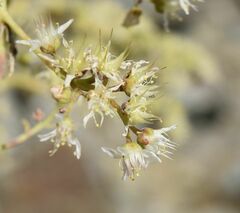 Dudleya densiflora