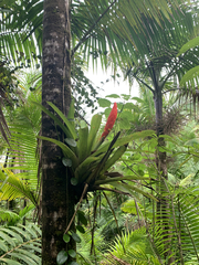 Guzmania berteroniana