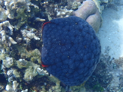 Culcita novaeguineae