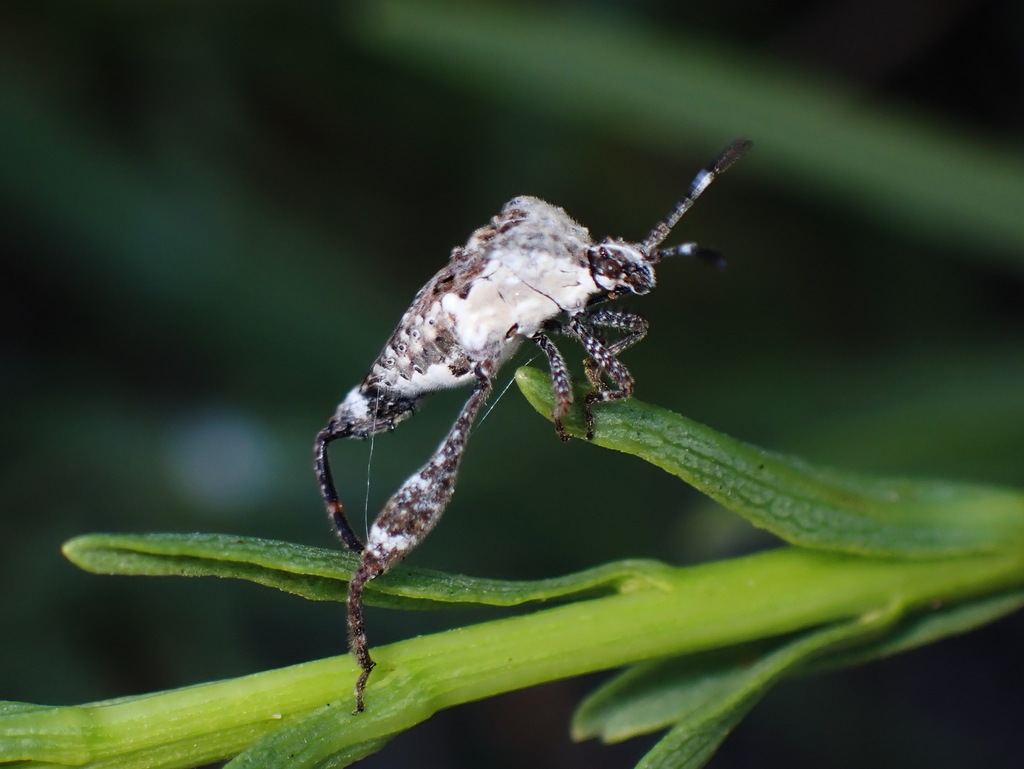 Merocoris curtatus from Mission, TX, USA on October 30, 2022 at 04:17 ...