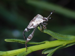 Merocoris curtatus