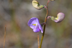 Swainsona procumbens