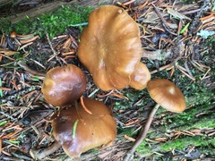 Kuehneromyces