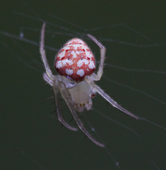 Araneus guttulatus