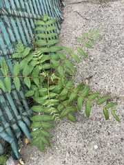 Ailanthus altissima