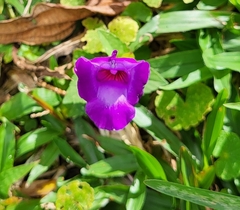 Torenia