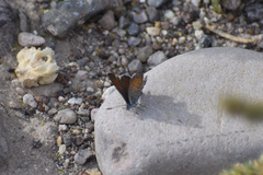 Brephidium exilis exilis