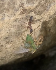 Formica fusca