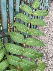 Ailanthus altissima