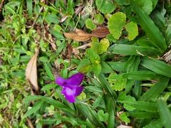 Torenia