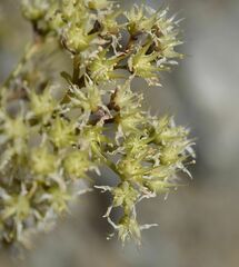 Dudleya densiflora