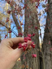 Euonymus atropurpureus