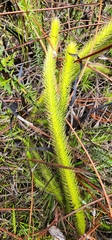 Lycopodiella