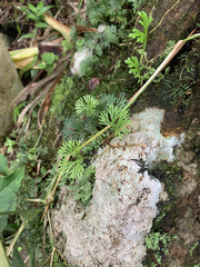 Elaphoglossum peltatum