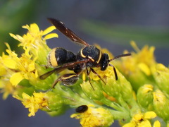 Leucospis