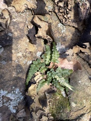 Asplenium pinnatifidum