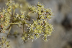 Dudleya densiflora