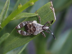 Merocoris curtatus