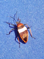 Largus balteatus