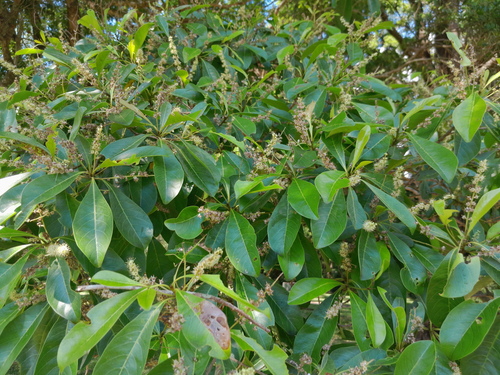 Terminalia microcarpa (Terminalia microcarpa)