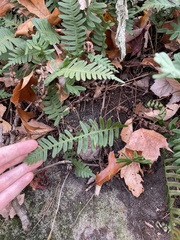 Polypodium