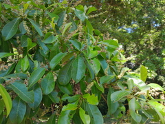 Terminalia microcarpa