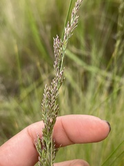 Poa labillardierei