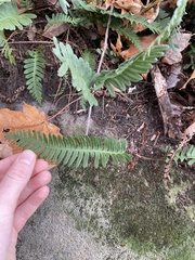 Polypodium