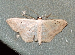 Scopula umbilicata