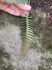 Polypodium