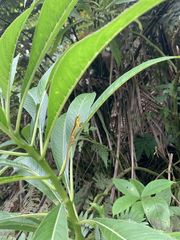 Anolis krugi